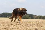 LEONBERG 045